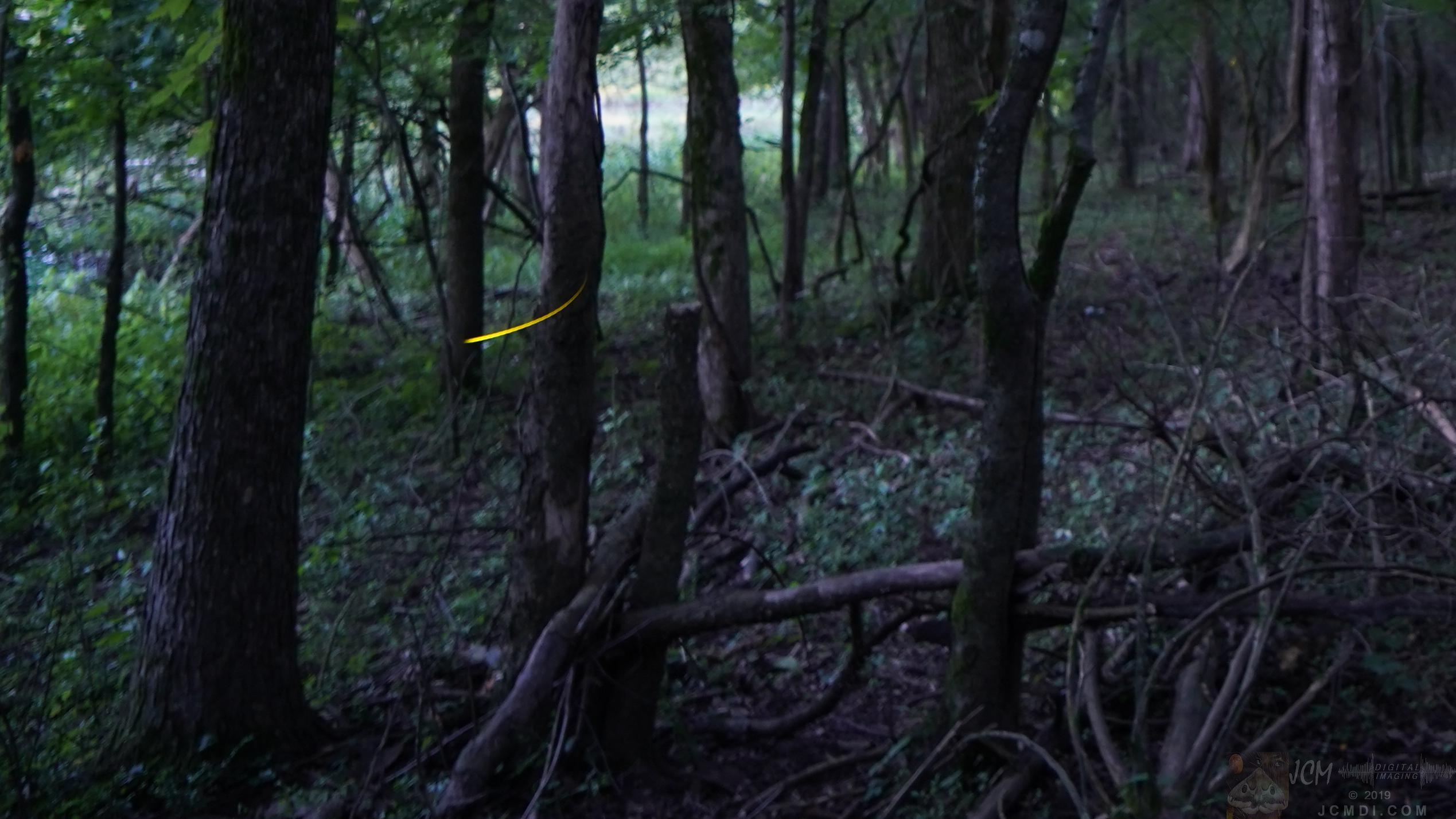 Long exposure Fireflies in woods near Old Hickory Lake TN